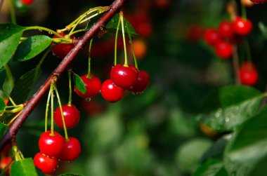 Olgun kirazlar bir ağacın dallarında.