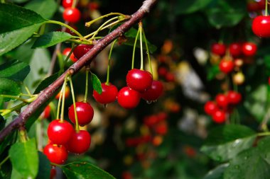 Olgun kirazlar bir ağacın dallarında.