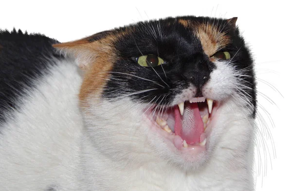 Zły Kot Obnażone Usta Izolowane Białym Tle — Zdjęcie stockowe