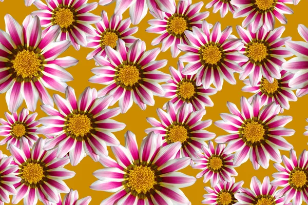黄色の背景に紫色の花とシームレスなパターン — ストック写真