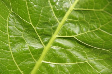 makro fotoğrafçılıkta damarlı yeşil yaprak.