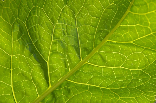 Makro Fotoğrafçılıkta Damarlı Yeşil Yaprak — Stok fotoğraf