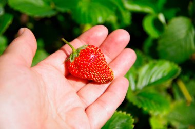 Bahçedeki yeşil çalıların arka planında olgun çilekler var..