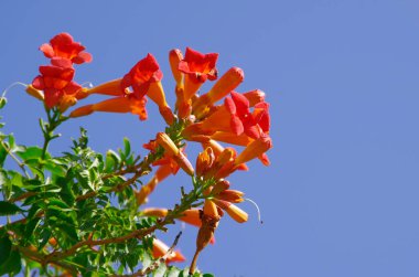 Mavi gökyüzüne karşı parlak turuncu gökyüzü..