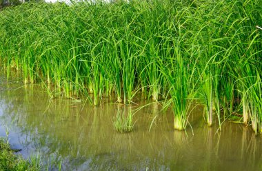 Suda büyüyen uzun otlarla dolu bataklık bir bölge..