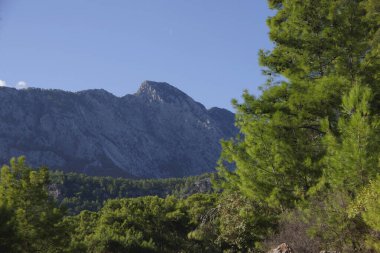 Dağ manzarası. Türkiye 'de bir çam ormanının arka planına karşı dağın en yüksek zirvesi.