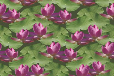 Yeşil arka planda pembe nilüfer çiçekleri olan kusursuz bir desen..