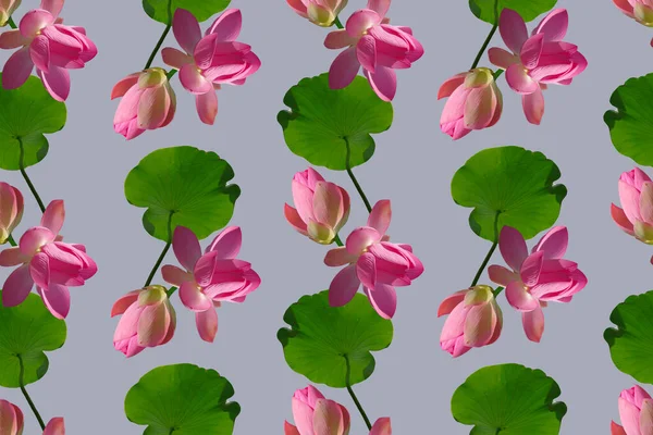 Бесшовный Узор Розовыми Цветами Лотоса Голубом Фоне — стоковое фото