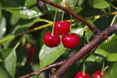 Çalıların dallarından kiraz toplayın.