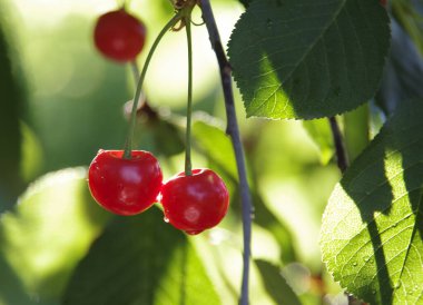 Sabah güneşinde kiraz ağacında iki olgun kiraz.