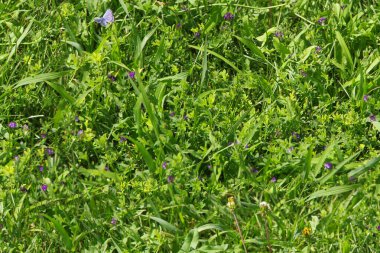 Yeşillik çimlerden kusursuz sebze arka planı.