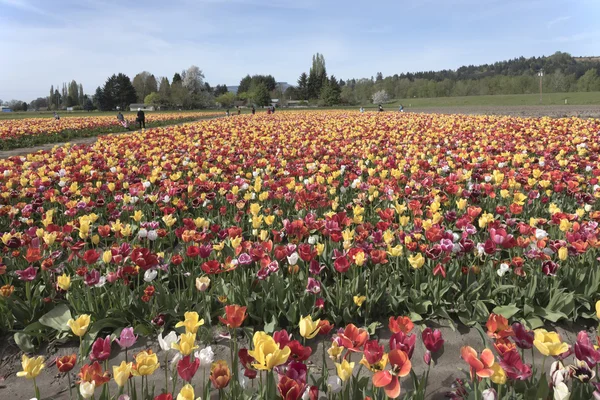 Campo de tulipas em Woodland Washington . — Fotografia de Stock
