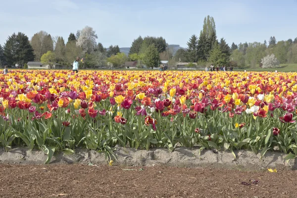 Tulipán mező Woodland Washingtonban. — Stock Fotó