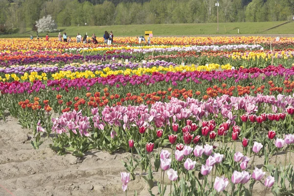 Campo de tulipanes en Woodland Washington . — Foto de Stock