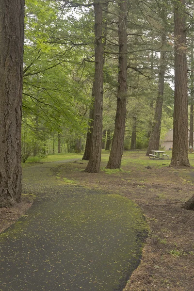 Bir parkta Oregon yaya yolu. — Stok fotoğraf