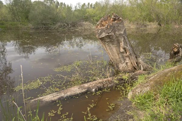 Belebter Teich im öffentlichen Park. — Stockfoto