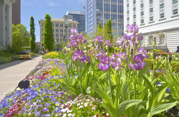 IRISI bloom i centrala Salt Lake city Utah. — Stockfoto