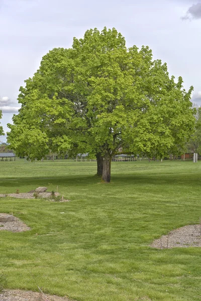 Fioritura fogliame alberi primaverili in Oregon . — Foto Stock