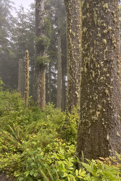 Parkok és természet-én az oregoni tengerparton. — Stock Fotó