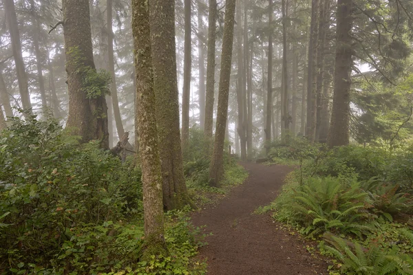 Parcs et nature sur la côte de l'Oregon . — Photo