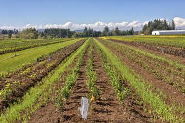 Kırsal Oregon devlet tarım alanları.