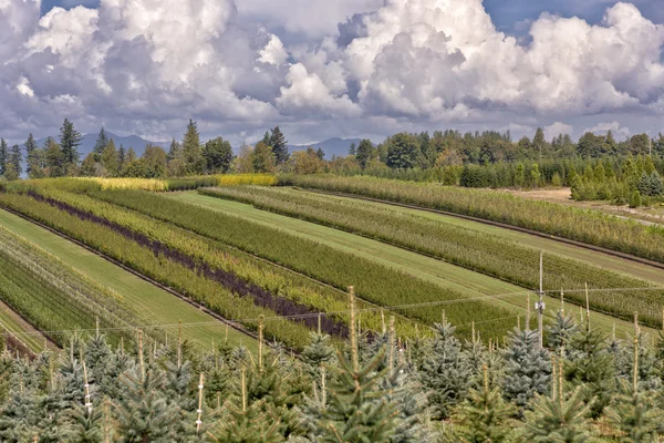 Champs agricoles dans l'état rural de l'Oregon . — Photo