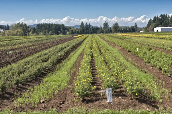 Agricultural fields in rural Oregon state. — Stock Photo, Image