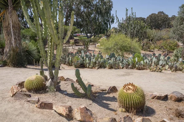 Cactus Árvore Cacto Plantas Frutas Balboa Parque San Diego Califórnia — Fotografia de Stock