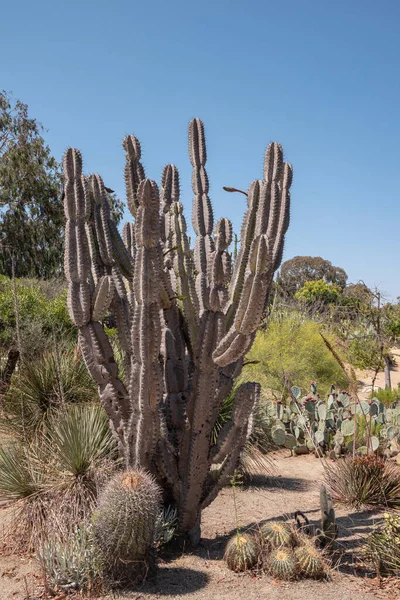 Cactus Árvore Cacto Plantas Frutas Balboa Parque San Diego Califórnia — Fotografia de Stock