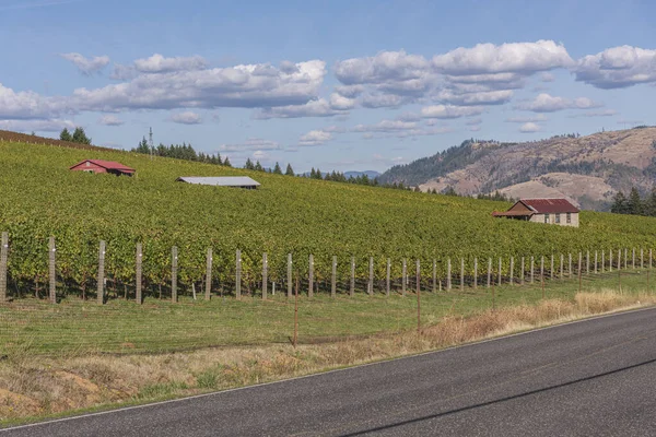 Washington Vineyards Shack Field Washington State — Stock Photo, Image
