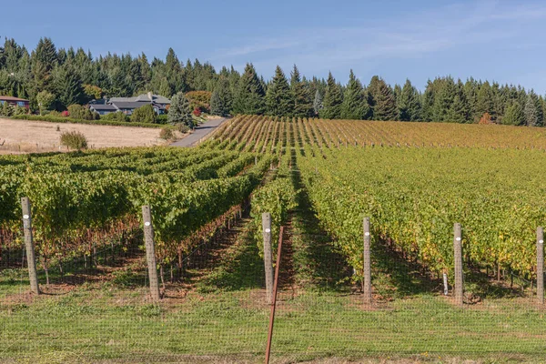 Washington Vineyards Shack Field Washington State — Stock Photo, Image