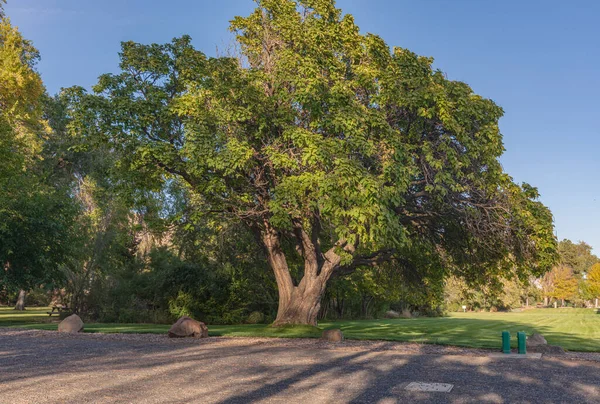 Große Eiche Und Landschaft Maryhill Museum Art Washington State — Stockfoto