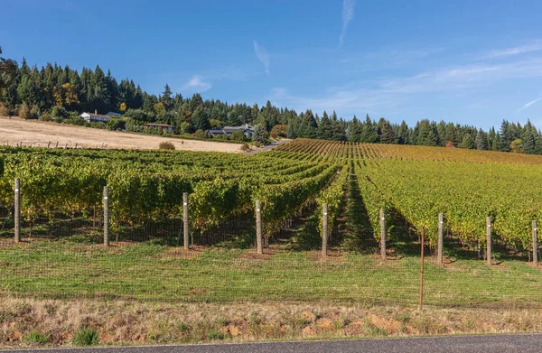 Washington Vingårdar Vinstockar Mogna Ett Fält Washington State — Stockfoto