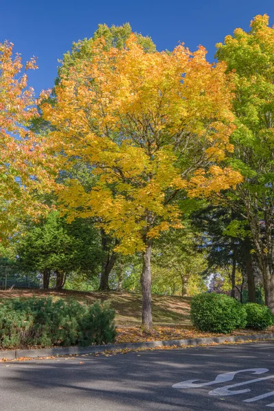 Árvores Coloridas Longo Uma Rua Gresham Oregon — Fotografia de Stock