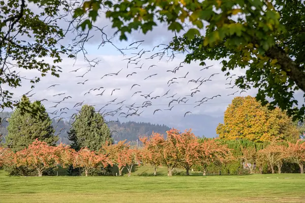 Gansos Voadores Uma Paisagem Parque Público Estado Oregon — Fotografia de Stock