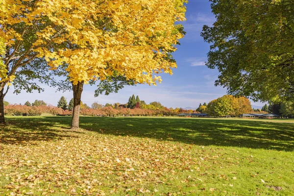 Herbstgold Der Landschaft Blue Lake Park Oregon State — Stockfoto