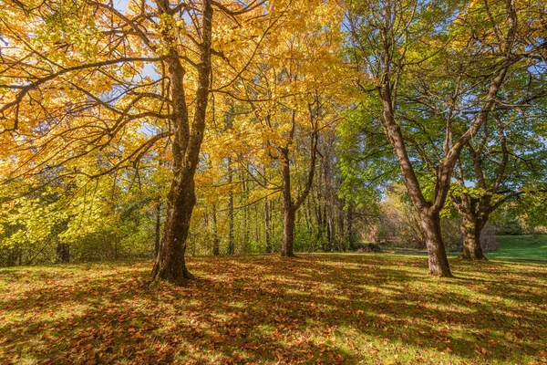 Coloridos Colores Otoñales Bosque Blue Lake Park Oregon State — Foto de Stock