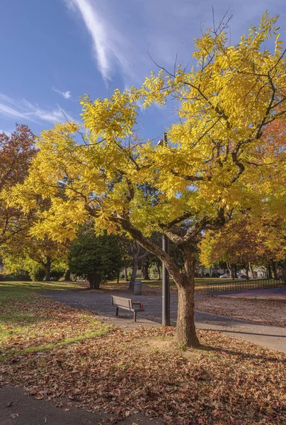 Colores Otoño Parque Público Del Estado Gresham Oregon —  Fotos de Stock