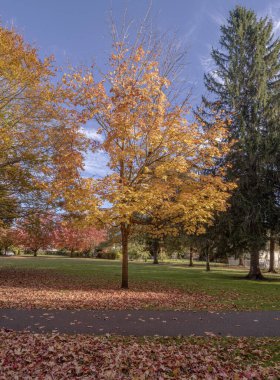 Gresham Oregon eyaletinde sonbahar renkleri.