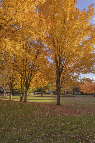 緑の公園の秋の色 Gresham Oregon State — ストック写真