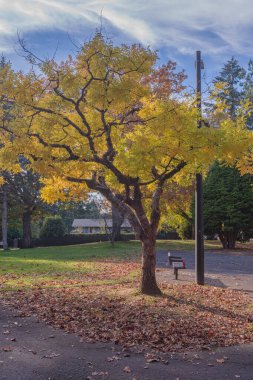 Gresham Oregon eyaletinde sonbahar renkleri.