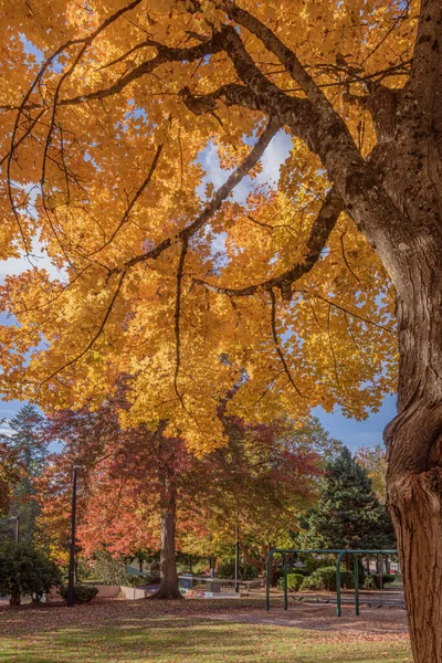 Colores Otoño Parque Público Del Estado Gresham Oregon — Foto de Stock