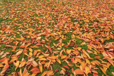Oregon eyaletinde düşen sonbahar yaprakları.