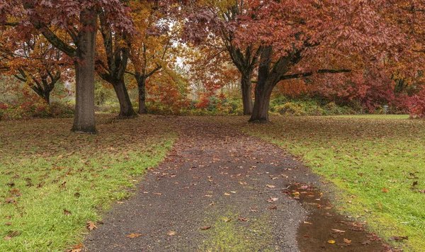 Cambiamenti Stagionali Colori Autunnali Natura Stato Dell Oregon — Foto Stock