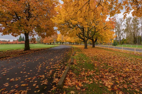 Saisonale Veränderungen Herbstfarben Der Natur Oregon State — Stockfoto