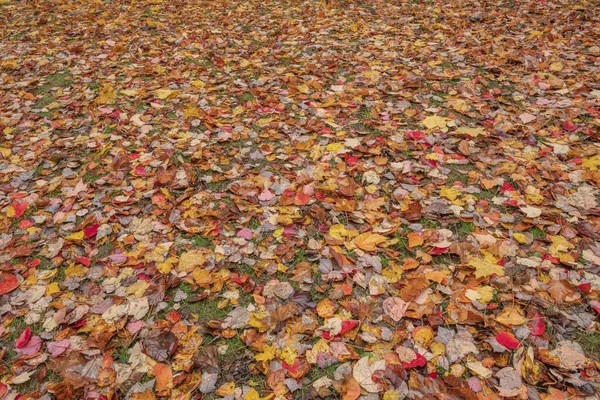 Lehullott Levelek Egy Parkban Őszi Színek Oregon — Stock Fotó