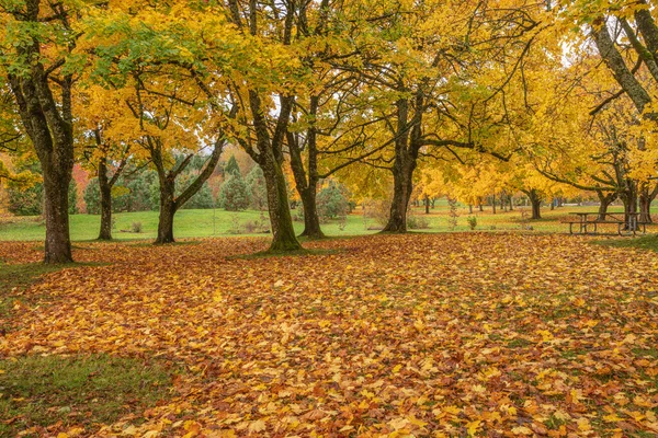 Gefallene Blätter Einem Park Herbstfarben Oregon — Stockfoto