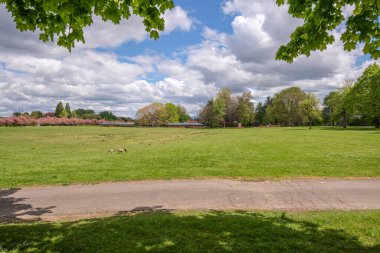 Oregon 'da, parkın renkli manzarasında bahar çiçekleniyor..