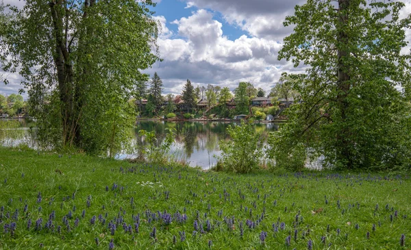 Våren Blommar Park Färgglada Landskap Oregon — Stockfoto