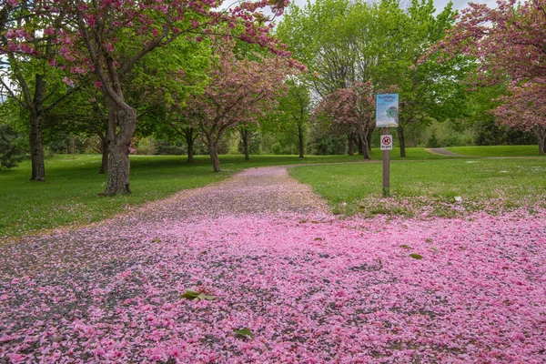 Frühlingsblüte Einem Park Bunte Landschaft Oregon — Stockfoto